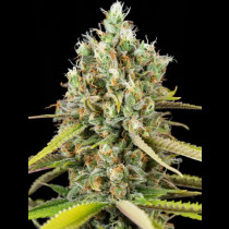 Lemon King