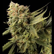 Lemon Skunk