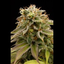 Lemon Thai Kush | Humboldt Seeds