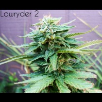 Lowryder #2