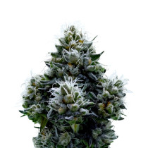 LSD CANNABIS