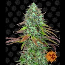LSD Auto