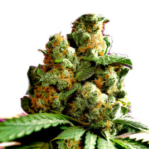 Magnum Fatbush Seeds