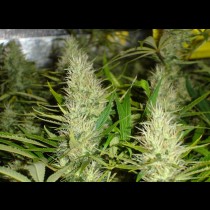 Malakoff Medical Seeds