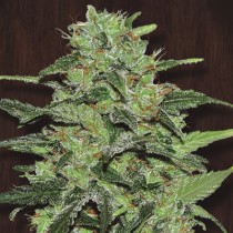 Malawi Ace Seeds