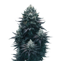 Mamba negra auto