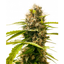 Mandarin Punch Sensi Seeds