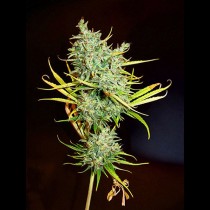 Mango Haze Regular seeds