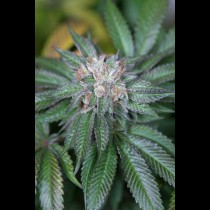Master-Kush