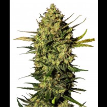 Masterkush Autoflowering
