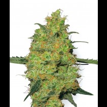 Masterkush Feminized