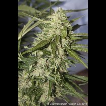 graines de Mazar autofloraison