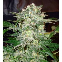 Mazar kush