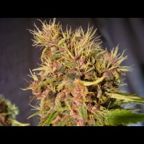 Mazar Regular cannabis seeds