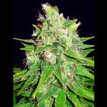 Mazar x Great White Shark