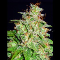 Mazar X White Rhino