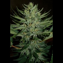 Medicine Man Regular cannabis seeds