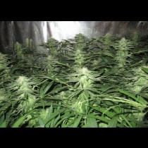Medical Seeds Devil Fruit