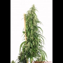 Mekong High Feminized