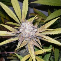 Melon Gum 