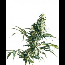Mexican Sativa Regular cannabis seeds