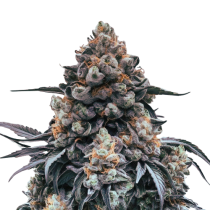 Miracle Alien Cookies