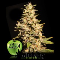 Missing Eva Seeds