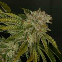 mk-ultra-th-seeds