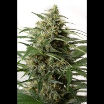 Moby Dick XXL Autoflowering