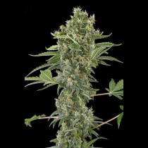 Moby Dick Autoflowering cannabis seeds