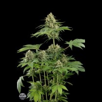 moby-dick cannabis seed
