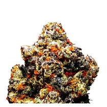 Monster Cookies Autoflower