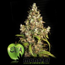 Monster Feminised cannabis seeds
