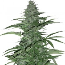 Morning Glory Feminized seeds