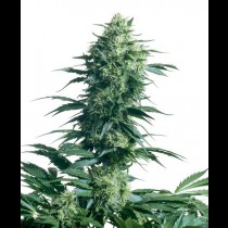 Mother's Finest Regular