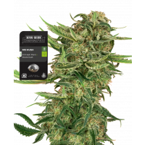 N13 Kush
