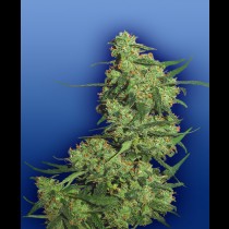 Nepal Kush