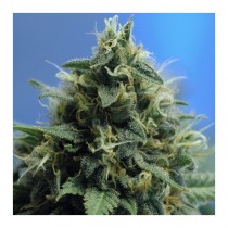 New York Power Diesel