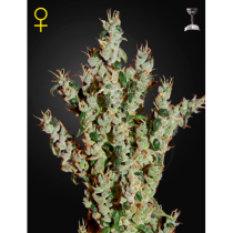 NL5 Haze Mist