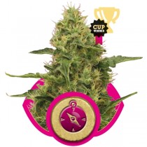 Northern Light Strain