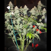 Northern Lights Auto Bulk Seeds