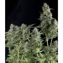 Pyramid seeds Northern Lights