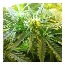 Northern Light Nirvana Seeds