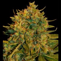 Northern light x big bud Auto