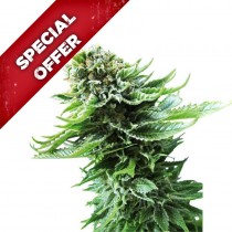 graines de Northern lights