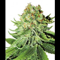 Northern Lights Automatic