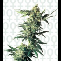 Northern light cannabis seed