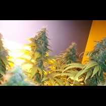 NYC Diesel Seeds