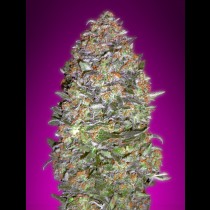 NYC Diesel Auto