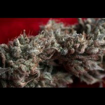 O' Haze Red 
